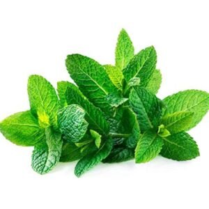 Spearmint
